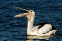 Pelikan australsky - Pelecanus conspicillatus - Australian Pelican 5348